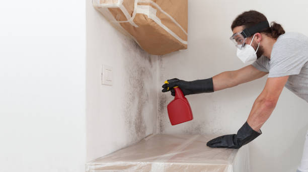 Professional Basement Mold Remediation technician working in Camden, TN