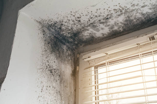 Affordable Basement Mold Remediation solutions in Camden, TN