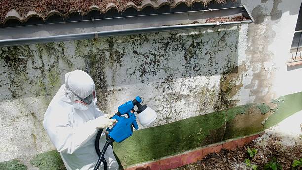 Top rated local Basement Mold Remediation specialists in Camden, TN